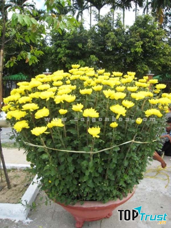 Chậu cúc đại đóa