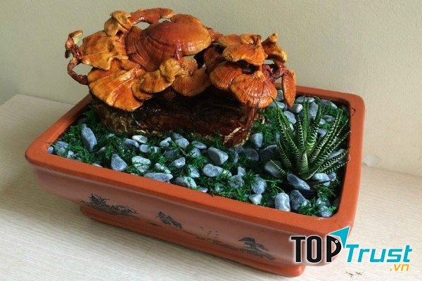 Cây linh chi bonsai