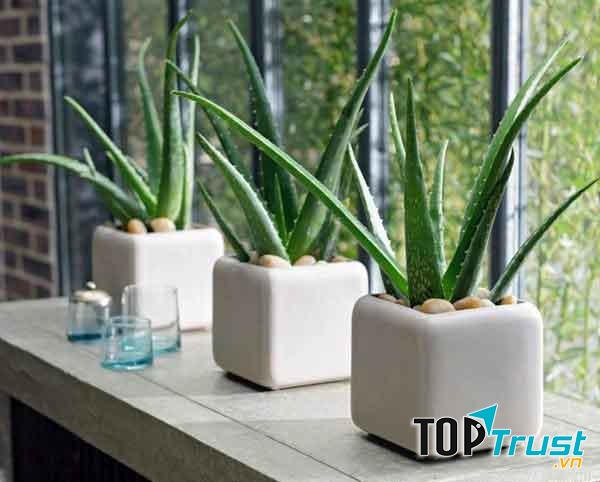   Cây gấu trúc cũng là một loại cây cảnh được ưa thích vì màu sắc đặc biệt của nó.