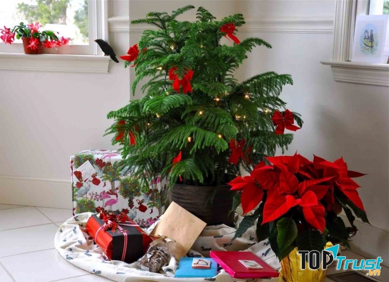 Cây tùng bách tán