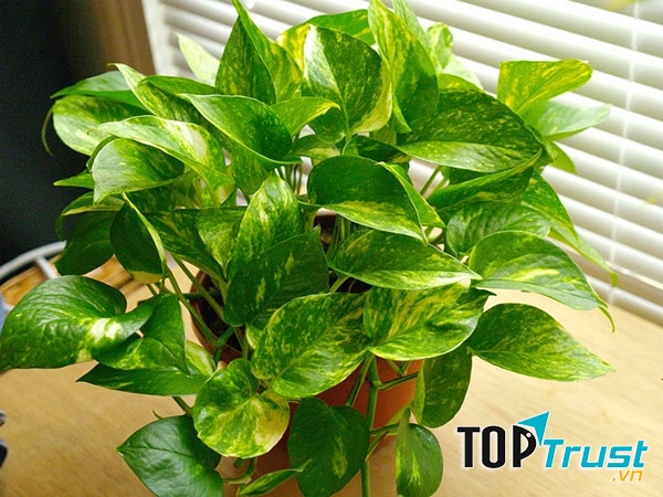 Cây vạn niên thanh