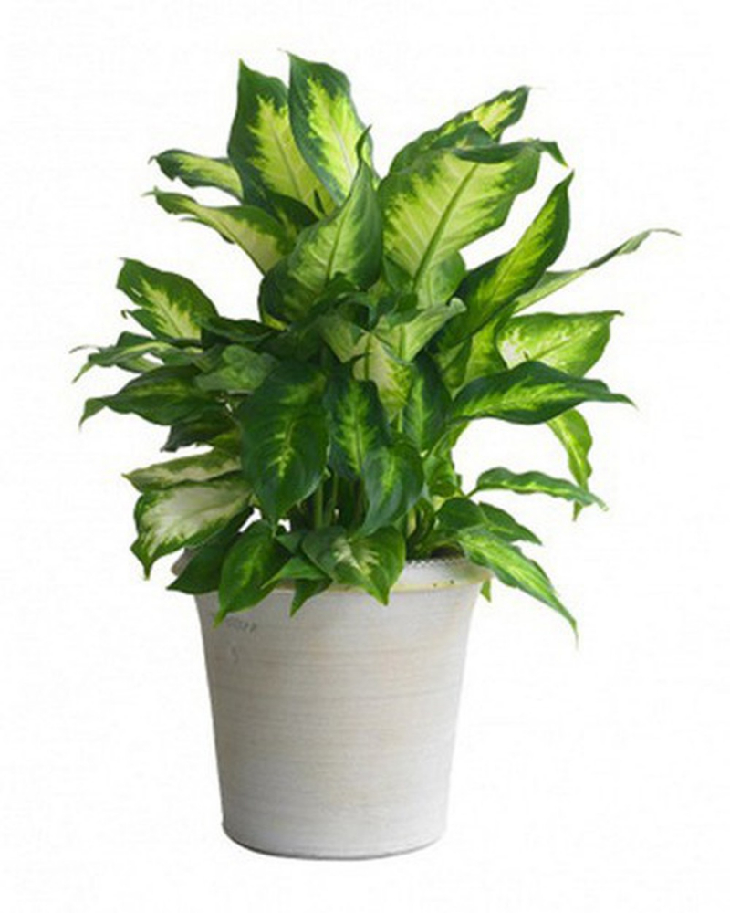 Cây Vạn Thiên Thanh