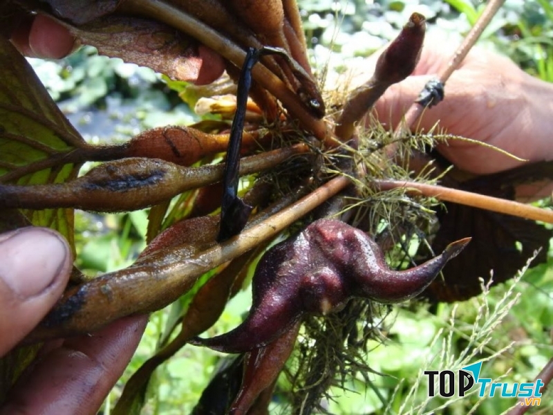 củ ấu chữa cảm nắng, say rượu