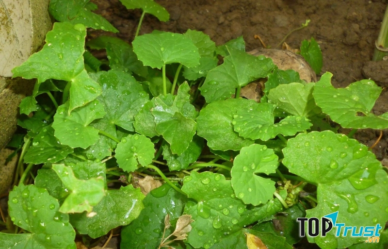 Chữa trẻ bị chảy máu cam bằng rau má