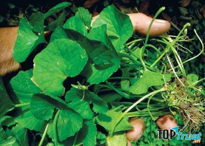 Chữa trẻ biếng ăn, còm cõi bằng rễ rau má