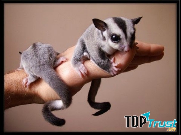 Sóc bay Úc rất đẹp và có đôi mắt đen tuyền