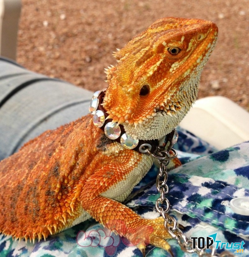 Rồng Úc là thú vui của nhiều đại gia