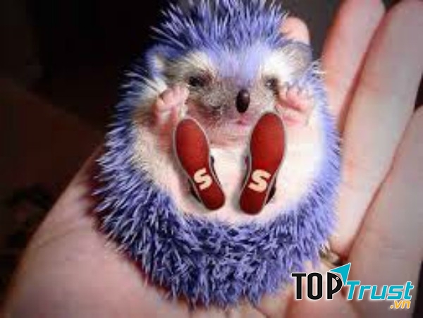 Chú nhím này có bộ lông rất lạ