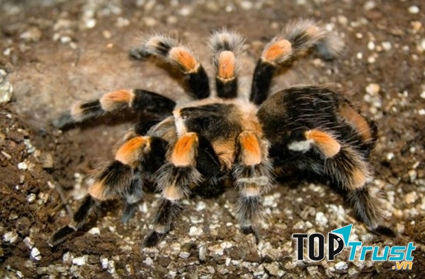 Trông chúng có vẻ đáng sợ nhưng lại khoác trên mình bộ lông sặc sỡ rất đẹp