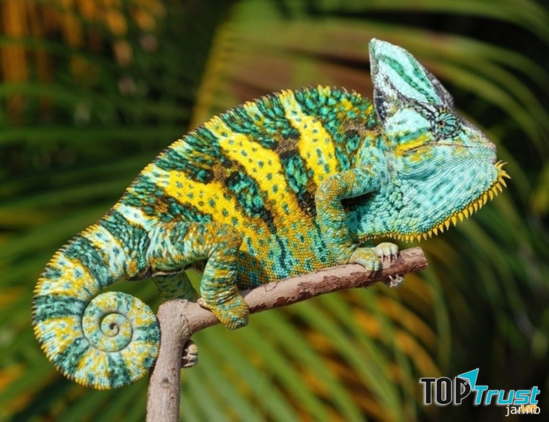 Chúng nổi tiếng với khả năng thay đổi màu da của mình