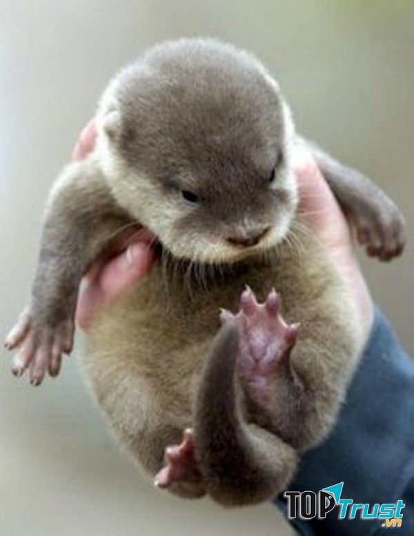 Rái cá rất dễ thương bạn thử nuôi thì sẽ biết