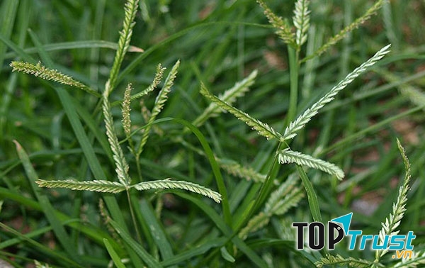 Cỏ mần trầu trị rụng tóc