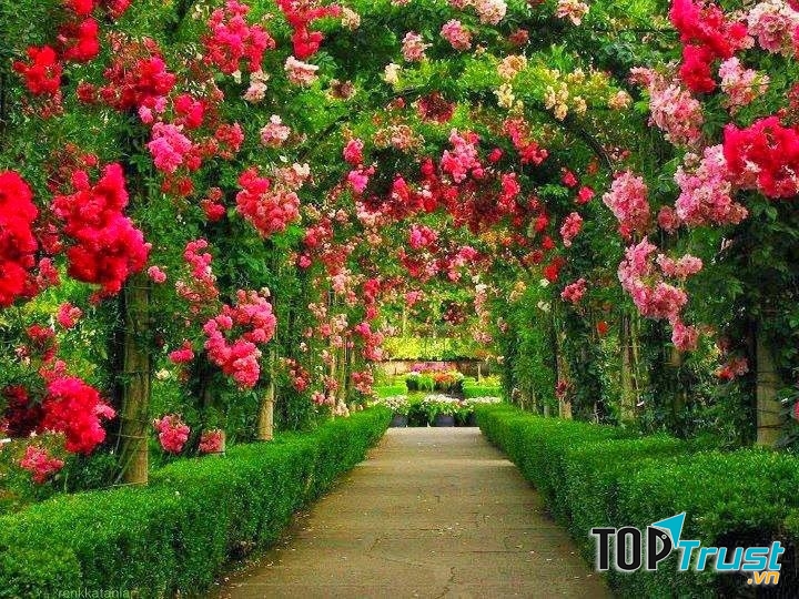 Giống cây hoa có chất lượng tốt mang lại sự hài lòng cho mọi khách hàng