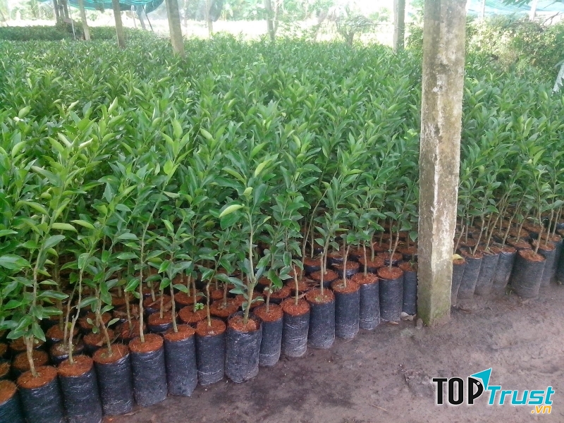 Những bầu cây chuẩn bị được xuất ra thị trường