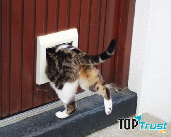 Cửa cho mèo