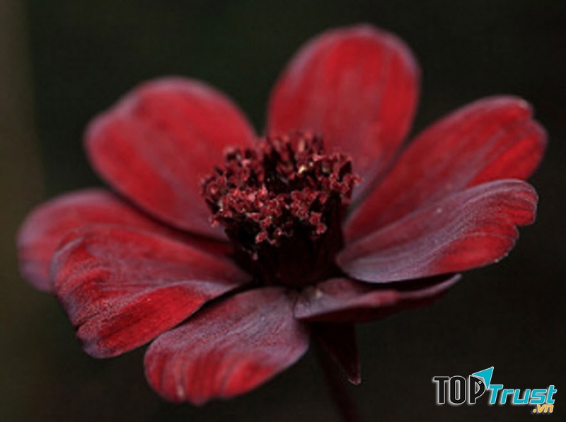 Hoa cúc vạn thọ