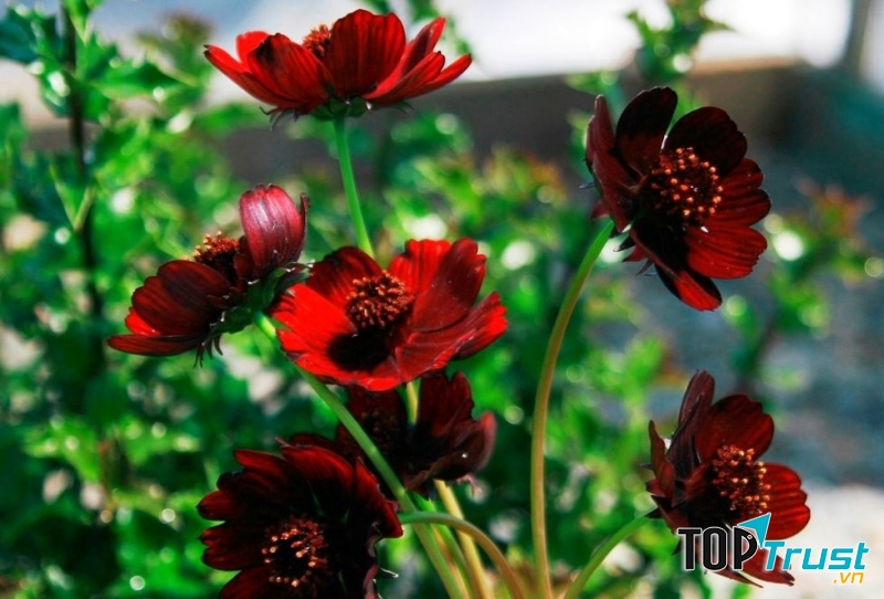 Cúc vạn thọ socola