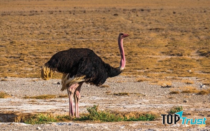 Đà điểu Châu Phi