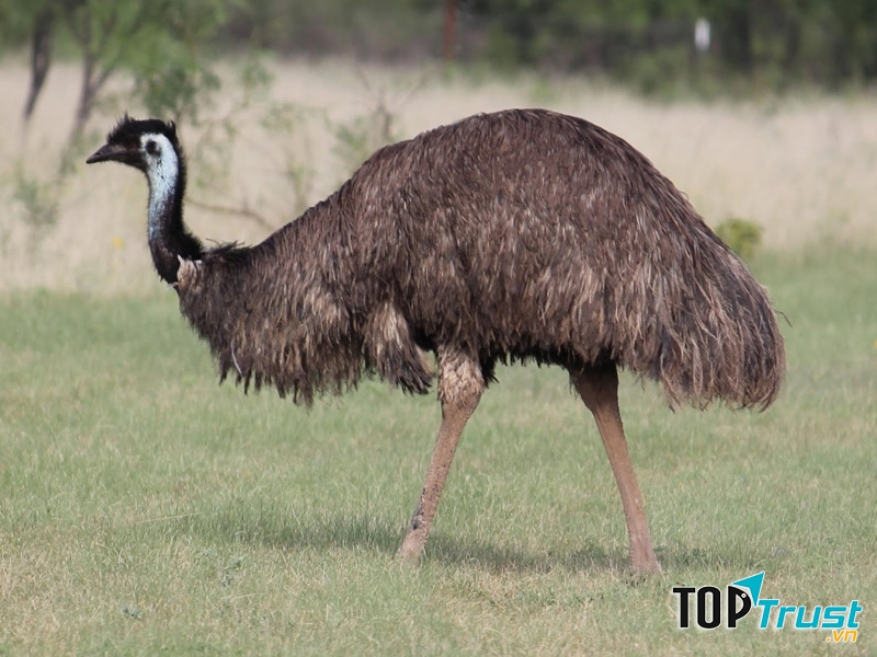 Đà điểu Châu Úc