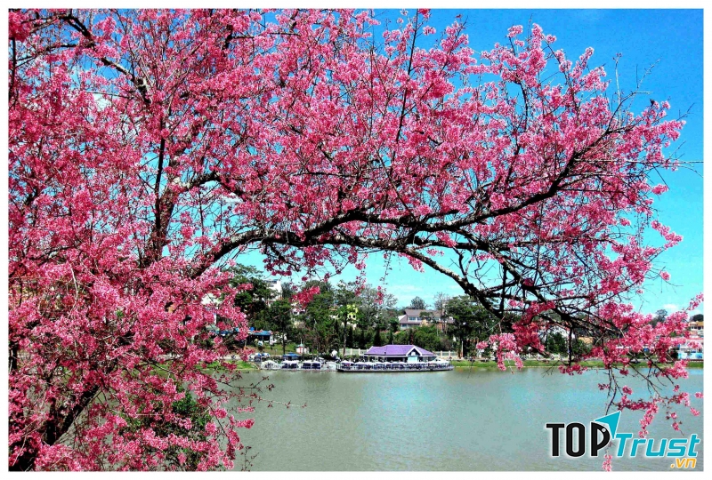 Mai Anh Đào nở rộ vào tháng 1 và tháng 2 dương lịch