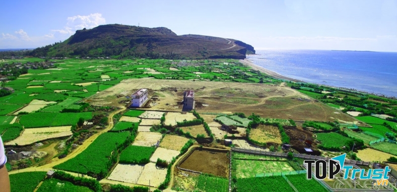 Những ruộng tỏi xanh mướt đảo Lý Sơn