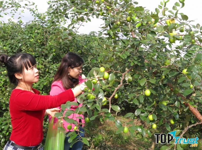 Ăn táo thả ga chỉ với 10 ngàn đồng