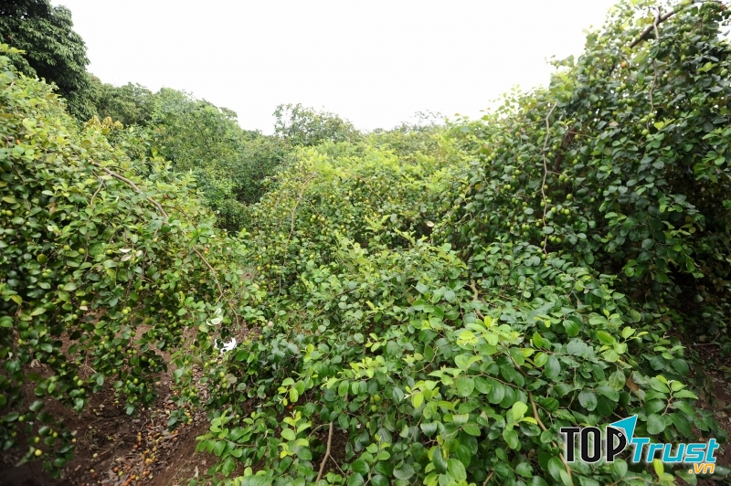 Vườn táo nông nghiệp