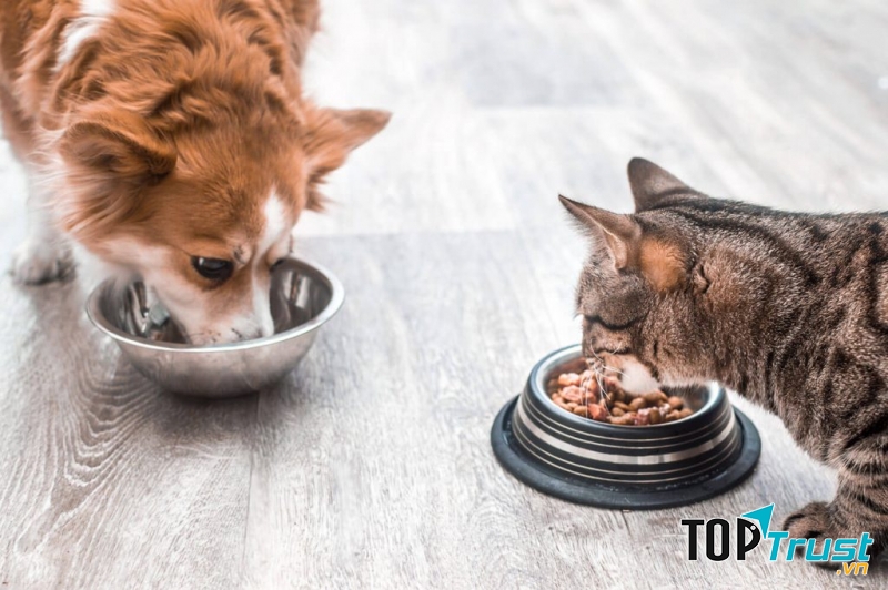 Chăm sóc thú cưng