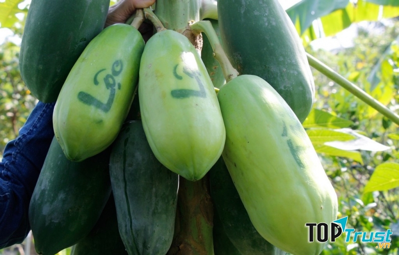 Đu đủ tài lộc