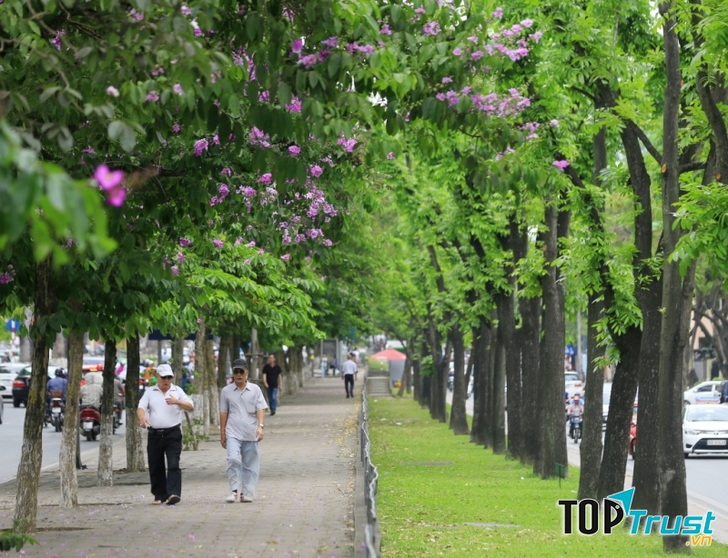 Đương Kim Mã với hàng bằng lăng tím