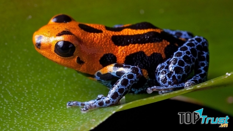 Ếch phi tiêu độc