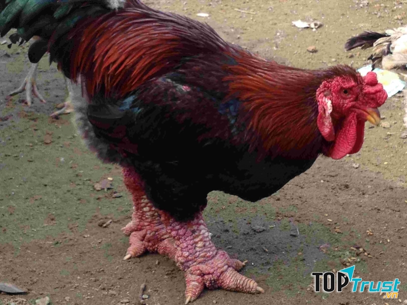 Giống gà chín cựa huyền thoại đang được truy lùng để làm quà Tết