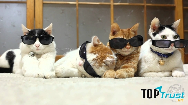 Băng đảng mafia mèo