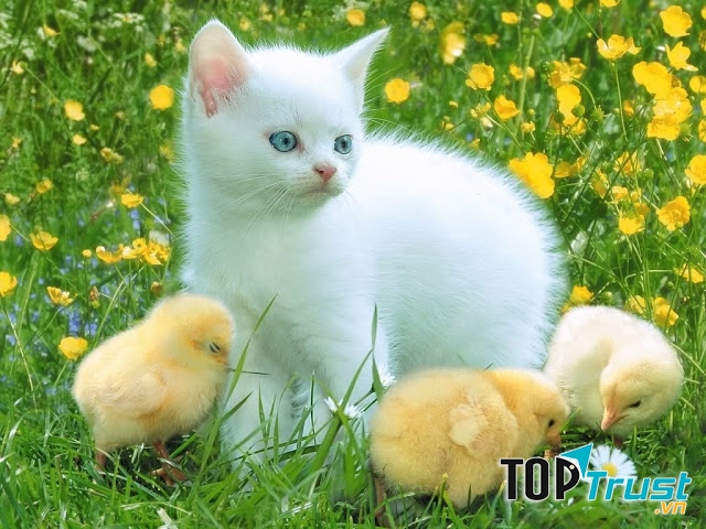 Ủa có phải bốn mẹ con đây không nhỉ