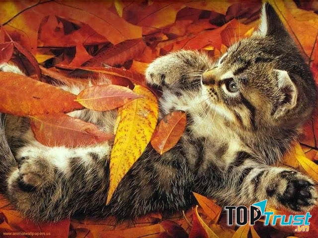 Mùa thu đến rồi cơ đấy