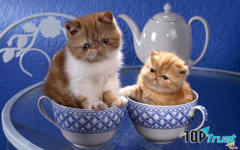 Nỗi buồn liệu ai sẽ thấu?