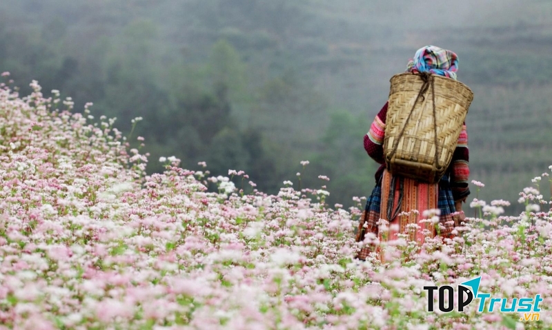 Hà Giang mùa hoa tam giác mạch.