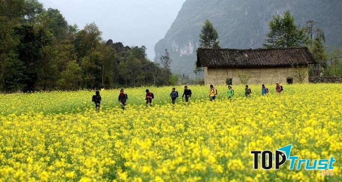 Cánh đồng hoa cải vàng - Ảnh Sưu tầm