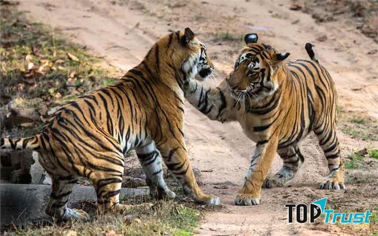 Hai con hổ số phận khác nhau