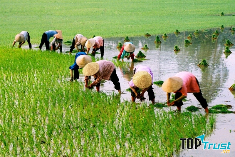 Hình ảnh người nông dân cấy lúa