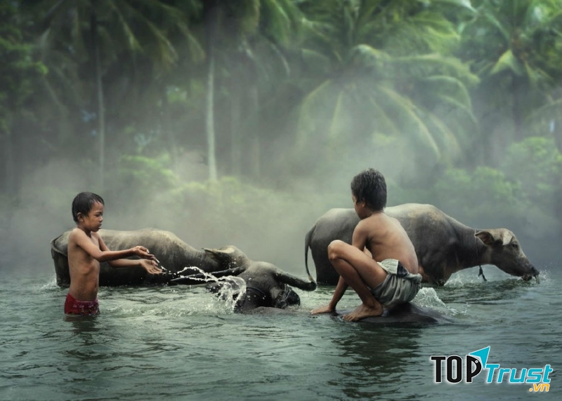 Hình ảnh những em nhỏ chăn trâu nô đùa