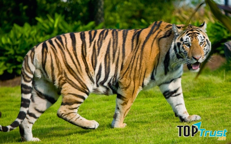 Hổ hoang dã Việt Nam có thể đã biến mất.