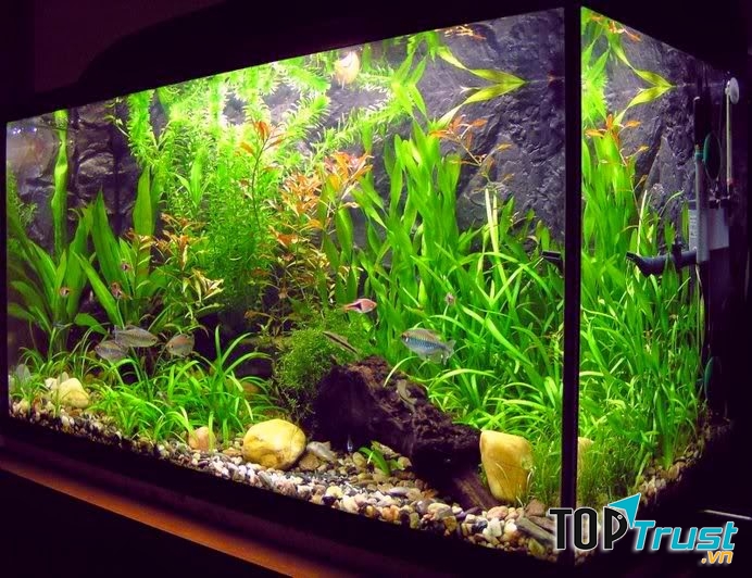 Hồ Cá Hải Dương