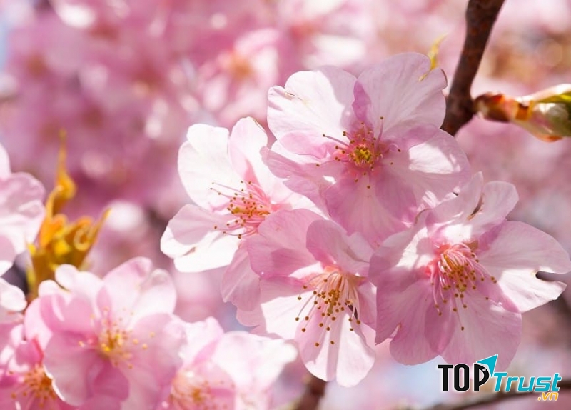 Hoa anh đào
