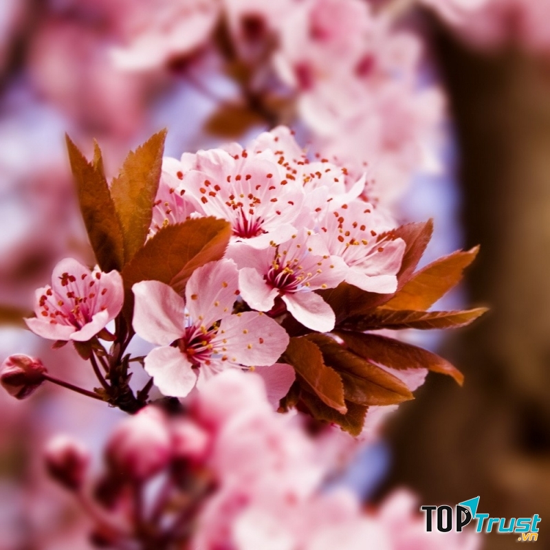 Anh đào mùa xuân tại Nhật Bản