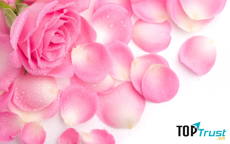 Hoa hồng tượng trưng cho tình yêu