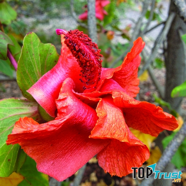 Loài hoa Kokio cực hiếm