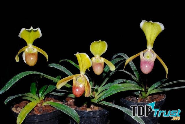 Lan Hài được trồng trong chậu