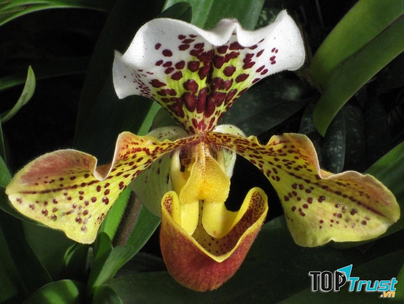 Cận cảnh một đóa Lan Hài xinh đẹp