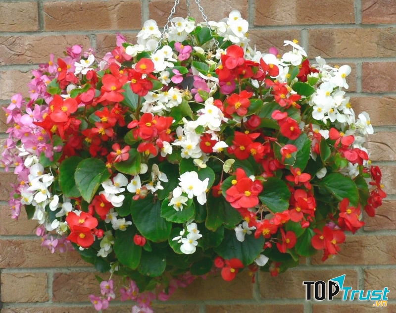 Hoa Thu Hải Đường Rủ